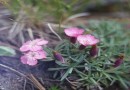 Dianthus microlepis ©  Pandion Wild Tours